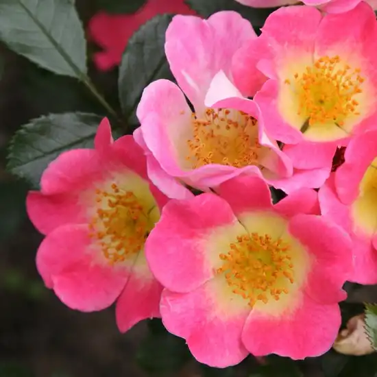 Rosa Topolina® - roz - trandafir acoperitor